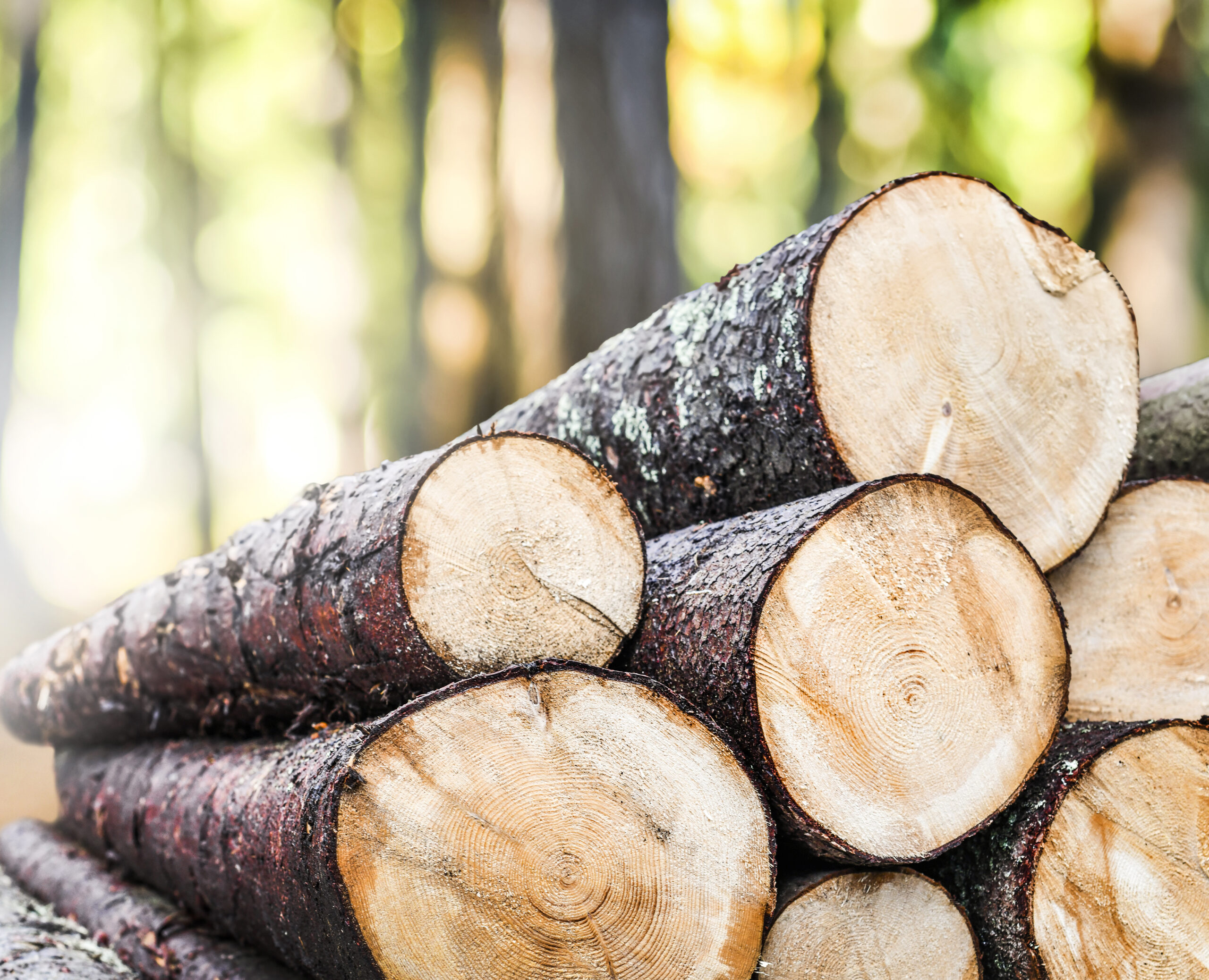 Log trunks pile, the logging timber forest wood industry.
